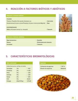 29
Contenido de saponina		 : 7,00 %
Eflusión de saponina		 : Bastante
Valor nutricional Saponina
Humedad 	 (%)		 : 9,52
Proteínas 	 (%)		 : 14,58
Fibra 		 (%)		 : 2,56
Cenizas 		 (%)		 : 2,00
Grasa 		 (%)		 : 8,65
ELN 		 (%)		 : 68,40
Energía 		 (Kcal/100 g)	 : 375,82
Baja temperatura					 : Sensible
Sequía						 : Moderadamente tolerante
Humedad					: Tolerante
Reacción a factores abióticos
PLAGAS
Ticona o Ticuchis (Feltia experta); (Spodoptera sp.)				: Intermedia
Kcona kcona (Eurysacca quinoae Povolny); (Eurysacca melanocampta Meyrick)	 : Baja
ENFERMEDADES
Mildiu (Peronospora farinosa f.sp. chenopodii)				: Tolerante
Reacción a factores bióticos
4.	 REACCIÓN A FACTORES BIÓTICOS Y ABIÓTICOS
5.	 CARACTERÍSTICAS BROMATOLÓGICAS
Análisis físico/químico (g/100g, de muestra)
 