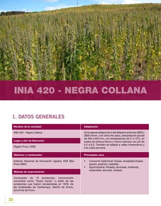 30
INIA 420 - NEGRA COLLANA
1. DATOS GENERALES
Lugar y año de liberación
INIA 420 - Negra Collana
Región Puno, 2008
Obtentor y mantenedor
Método de mejoramiento
Instituto Nacional de Innovación Agraria, EEA Illpa
Puno (INIA)
Compuesto de 13 accesiones, comúnmente
conocidos como “Quytu jiwras”, a partir de las
accesiones que fueron recolectadas en 1978, de
las localidades de Caritamaya, distrito de Ácora,
provincia de Puno.
Nombre de la variedad Adaptación
Principales usos
Zona agroecológica Suni del altiplano entre los 3800 y
3900 msnm, con clima frio seco, precipitación pluvial
de 400 a 550 mm, con temperaturas de 4˚ a 15˚C, en
suelos de textura franco y franco arenoso con pH de
5,5 a 8,0. También se adapta a valles interandinos y
a la costa peruana.
•	 Consumo tradicional: Sopas, ensaladas (hojas),
guisos, postres y bebidas.
•	 Agroindustria	: Perlada, laminada, molienda,
expandida, extruida, tostada.
 