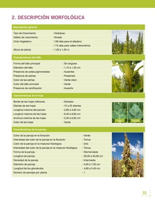 31
2. DESCRIPCIÓN MORFOLÓGICA
Tipo de Crecimiento		 : Herbáceo
Hábito de crecimiento		 : Simple
Ciclo Vegetativo			 : 138 días para el altiplano
				 : 115 días para valles interandinos
Altura de planta			 : 1,20 a 1,30 m
Descripción general
Borde de las hojas inferiores		 : Dentado
Dientes de las hojas 			 : 12 a 25 dientes
Longitud máxima del peciolo		 : 2,80 a 3,60 cm
Longitud máxima de las hojas 		 : 6,40 a 9,60 cm
Anchura máxima de las hojas		 : 5,30 a 6,60 cm
Color de las hojas 			 : Verde
Color de la panoja en la floración				 : Verde
Intensidad del color de la panoja en la floración		 : Tenue
Color de la panoja en la madurez fisiológica			 : Gris
Intensidad del color de la panoja en la madurez fisiológica	 : Tenue
Forma de la panoja					 : Glomerulada
Longitud de panoja 					 : 30,00 a 35,00 cm
Densidad de la panoja					 : Intermedia
Diámetro de panoja					 : 5,00 a 7,00 cm
Longitud de los glomérulos				 : 4,80 a 5,40 cm
Número de panojas por planta				 : 1
Características de la panoja
Forma del tallo principal			 : Sin ángulos
Diámetro del tallo				 : 1,10 a 1.30 cm
Presencia de axilas pigmentadas		 : Ausentes
Presencia de estrías			 : Presentes
Color de las estrías			 : Verde claro
Color del tallo principal			 : Verde
Presencia de ramificación			 : Ausente
Características del tallo
EnvésHaz
Características de la hoja
 