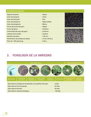32
Aspecto del grano	 			: Opaco
Color del perigonio 				 : Verde
Color del pericarpio				 : Gris
Color del episperma				 : Negro brilloso
Color del perisperma				 : Blanco
Forma del borde del grano				 : Afilado
Forma del grano					: Cilíndrico
Uniformidad del color del grano			 : Uniforme
Latencia de la semilla				 : Ausente
Diámetro del grano				 : 1,60 mm
Rendimiento de semillas por planta			 : 27,20 a 29,40 g
Peso de 1 000 granos (g) 				 : 2,03 g
Características del grano
3.	 FENOLOGÍA DE LA VARIEDAD
FASE VEGETATIVA FASE REPRODUCTIVA
Germinación
Emergencia
de plantula
Cuatro hojas
verdaderas
Ramificación
Dos hojas
verdaderas
Seis hojas
verdaderas
Inicio de panoja
y floración
Madurez
fisiológica
Días hasta la emergencia de plántulas a la superficie del suelo		 : 9 días
Días hasta el inicio de panoja					 : 60 días
Días hasta la floración						 : 90 días
Días hasta la madurez fisiológica 					 : 138 días
FASE REPRODUCTIVA
Inicio de panoja
y floración
Madurez
fisiológica
 