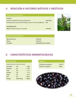 33
Contenido de saponina		 : 0,00 %
Eflusión de saponina		 : Nada
Valor nutricional Saponina
Humedad 	 (%)		 : 9,88
Proteínas 	 (%)		 : 17,62
Fibra 		 (%)		 : 2,10
Cenizas 		 (%)		 : 2,13
Grasa 		 (%)		 : 5,94
ELN 		 (%)		 : 62,33
Energía 		 (Kcal/100 g)	 : 368,61
Baja temperatura					: Tolerante
Sequía						 : Tolerante
Humedad					: Moderadamente tolerante
Reacción a factores abióticos
PLAGAS
Ticona o Ticuchis (Feltia experta); (Spodoptera sp.)				: Intermedia
Kcona kcona (Eurysacca quinoae Povolny); (Eurysacca melanocampta Meyrick)	 : Alta
ENFERMEDADES
Mildiu (Peronospora farinosa f.sp. chenopodii)				: Tolerante
Reacción a factores bióticos
4.	 REACCIÓN A FACTORES BIÓTICOS Y ABIÓTICOS
5.	 CARACTERÍSTICAS BROMATOLÓGICAS
Análisis físico/químico (g/100g, de muestra)
 