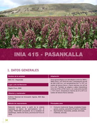 34
INIA 415 - PASANKALLA
1. DATOS GENERALES
Lugar y año de liberación
INIA 415 - Pasankalla
Región Puno, 2006
Obtentor y mantenedor
Método de mejoramiento
Instituto Nacional de Innovación Agraria, EEA Illpa
Puno (INIA)
Selección panoja surco, a partir de la colecta
ingresada al banco de germoplasma con el
código PIQ031069 procedente de la localidad de
Caritamaya, distrito de Ácora, provincia de Puno en
1978.
Nombre de la variedad Adaptación
Principales usos
Zona agroecológica suni del altiplano entre los 3800 y
3900 msnm, con clima frio seco, precipitación pluvial
de 400 a 550 mm, con temperaturas de 4˚ a 15˚C, en
suelos de textura franco y franco arenoso con pH de
5,5 a 8,0. También se adapta a valles interandinos
entre los 2750 a 3750 msnm y en costa entre los 640
y 1314 msnm, temperatura máxima de 24 a 25°C en
suelos de textura franco arenoso.
•	 Consumo tradicional: Sopas, ensaladas (hojas),
guisos, postres, panecillos (K’ispiño) y bebidas.
•	 Agroindustria	: Expandida, perlada, laminada,
molienda, extruida.
 