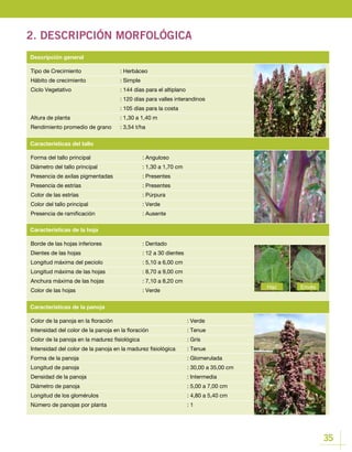 35
2. DESCRIPCIÓN MORFOLÓGICA
Tipo de Crecimiento		 : Herbáceo
Hábito de crecimiento		 : Simple
Ciclo Vegetativo			 : 144 días para el altiplano
				 : 120 días para valles interandinos
				 : 105 días para la costa
Altura de planta			 : 1,30 a 1,40 m
Rendimiento promedio de grano	 : 3,54 t/ha
Descripción general
Borde de las hojas inferiores		 : Dentado
Dientes de las hojas 			 : 12 a 30 dientes
Longitud máxima del peciolo		 : 5,10 a 6,00 cm
Longitud máxima de las hojas 		 : 8,70 a 9,00 cm
Anchura máxima de las hojas		 : 7,10 a 8,20 cm
Color de las hojas 			 : Verde
Características de la hoja
Forma del tallo principal			 : Anguloso
Diámetro del tallo principal 		 : 1,30 a 1,70 cm
Presencia de axilas pigmentadas 		 : Presentes
Presencia de estrías 			 : Presentes
Color de las estrías 			 : Púrpura
Color del tallo principal 			 : Verde
Presencia de ramificación 			 : Ausente
Características del tallo
EnvésHaz
Color de la panoja en la floración				 : Verde
Intensidad del color de la panoja en la floración		 : Tenue
Color de la panoja en la madurez fisiológica			 : Gris
Intensidad del color de la panoja en la madurez fisiológica	 : Tenue
Forma de la panoja					 : Glomerulada
Longitud de panoja 					 : 30,00 a 35,00 cm
Densidad de la panoja					 : Intermedia
Diámetro de panoja					 : 5,00 a 7,00 cm
Longitud de los glomérulos				 : 4,80 a 5,40 cm
Número de panojas por planta				 : 1
Características de la panoja
 