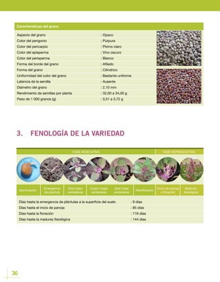 36
Aspecto del grano				: Opaco
Color del perigonio 				 : Púrpura
Color del pericarpio				 : Plomo claro
Color del episperma				 : Vino oscuro
Color del perisperma				 : Blanco
Forma del borde del grano				 : Afilado
Forma del grano					: Cilíndrico
Uniformidad del color del grano			 : Bastante uniforme
Latencia de la semilla				 : Ausente
Diámetro del grano				 : 2,10 mm
Rendimiento de semillas por planta			 : 32,00 a 34,00 g
Peso de 1 000 granos (g) 				 : 3,51 a 3,72 g
Características del grano
3.	 FENOLOGÍA DE LA VARIEDAD
FASE VEGETATIVA FASE REPRODUCTIVA
Germinación
Emergencia
de plantula
Cuatro hojas
verdaderas
Ramificación
Dos hojas
verdaderas
Seis hojas
verdaderas
Inicio de panoja
y floración
Madurez
fisiológica
Días hasta la emergencia de plántulas a la superficie del suelo		 : 9 días
Días hasta el inicio de panoja					 : 85 días
Días hasta la floración						 : 116 días
Días hasta la madurez fisiológica 					 : 144 días
FASE REPRODUCTIVA
Inicio de panoja
y floración
Madurez
fisiológica
 