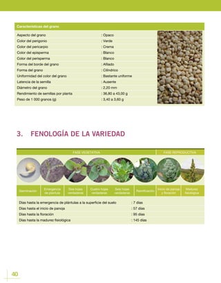 40
Aspecto del grano				: Opaco
Color del perigonio 				 : Verde
Color del pericarpio				 : Crema
Color del episperma				 : Blanco
Color del perisperma				 : Blanco
Forma del borde del grano				 : Afilado
Forma del grano					: Cilíndrico
Uniformidad del color del grano			 : Bastante uniforme
Latencia de la semilla				 : Ausente
Diámetro del grano				 : 2,20 mm
Rendimiento de semillas por planta			 : 36,80 a 43,00 g
Peso de 1 000 granos (g) 				 : 3,40 a 3,60 g
Características del grano
3.	 FENOLOGÍA DE LA VARIEDAD
FASE VEGETATIVA FASE REPRODUCTIVA
Germinación
Emergencia
de plantula
Cuatro hojas
verdaderas
Ramificación
Dos hojas
verdaderas
Seis hojas
verdaderas
Inicio de panoja
y floración
Madurez
fisiológica
Días hasta la emergencia de plántulas a la superficie del suelo		 : 7 días
Días hasta el inicio de panoja					 : 57 días
Días hasta la floración						 : 95 días
Días hasta la madurez fisiológica 					 : 145 días
FASE REPRODUCTIVA
Inicio de panoja
y floración
Madurez
fisiológica
 