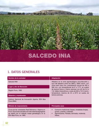 42
SALCEDO INIA
1. DATOS GENERALES
Lugar y año de liberación
Salcedo INIA
Región Puno, 1995
Obtentor y mantenedor
Método de mejoramiento
Instituto Nacional de Innovación Agraria, EEA Illpa
Puno (INIA)
Cruza de las variedades Real Boliviana x Sajama en
Puno.Elprocesodeseleccióndelmaterialsegregante
se realizó por el método masal genealógico en la
EEA Illpa Puno, en 1983.
Nombre de la variedad Adaptación
Principales usos
Altiplano en la zona agroecológica circunlacustre y
suni del altiplano entre los 3800 y 3950 msnm, con
clima semi seco frio, precipitación pluvial de 400 a
560 mm, con temperaturas de 6˚ a 17˚C, en suelos
de textura franco y franco arenoso con pH de 5,5 a
7,8. Valles interandinos y costa de 640 a 1314 msnm,
temperatura máxima de 24 a 25°C en suelos de
textura arenosa.
•	 Consumo tradicional: Sopas, ensaladas (hojas),
guisos, postres y bebidas.
•	 Agroindustria	: Perlada, laminada, molienda,
fideos.
 
