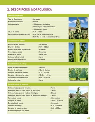 43
2. DESCRIPCIÓN MORFOLÓGICA
Tipo de Crecimiento		 : Herbáceo
Hábito de crecimiento		 : Simple
Ciclo Vegetativo			 : 150 días para el altiplano
				 : 135 días para valles interandinos
				 : 120 días para costa
Altura de planta			 : 1,48 a 1,70 m
Rendimiento promedio de grano 	 : 2,50 t/ha en zona alto andina	
				 : 6.50 t/ha en costa y valles interandinos
Descripción general
Forma del tallo principal			 : Sin ángulos
Diámetro del tallo				 : 1,90 a 2,30 cm
Presencia de axilas pigmentadas		 : Ausentes
Presencia de estrías			 : Presentes
Color de las estrías			 : Verde claro
Color del tallo principal			 : Verde
Presencia de ramificación			 : Ausente
Características del tallo
Borde de las hojas inferiores		 : Dentado
Dientes de las hojas 			 : 12 a 30 dientes
Longitud máxima del peciolo		 : 5,10 a 6,30 cm
Longitud máxima de las hojas 		 : 10,40 a 11,20 cm
Anchura máxima de las hojas		 : 8,60 a 10,50 cm
Color de las hojas 			 : Verde
Características de la hoja
EnvésHaz
Color de la panoja en la floración				 : Verde
Intensidad del color de la panoja en la floración		 : Tenue
Color de la panoja en la madurez fisiológica			 : Blanca
Intensidad del color de la panoja en la madurez fisiológica	 : Tenue
Forma de la panoja					 : Glomerulada
Longitud de panoja 					 : 34,00 a 40,00 cm
Densidad de la panoja					 : Compacta
Diámetro de panoja					 : 8,40 a 10,90 cm
Longitud de los glomérulos				 : 6,30 a 8,50 cm
Número de panojas por planta				 : 1
Características de la panoja
 