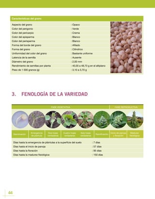 44
Aspecto del grano				: Opaco
Color del perigonio				 : Verde
Color del pericarpio				 : Crema
Color del episperma				 : Blanco
Color del perisperma				 : Blanco
Forma del borde del grano				 : Afilado
Forma del grano					: Cilíndrico
Uniformidad del color del grano			 : Bastante uniforme
Latencia de la semilla				 : Ausente
Diámetro del grano				 : 2,00 mm
Rendimiento de semillas por planta			 : 40,00 a 48,73 g en el altiplano
Peso de 1 000 granos (g) 				 : 3,10 a 3,70 g
Características del grano
3.	 FENOLOGÍA DE LA VARIEDAD
FASE VEGETATIVA FASE REPRODUCTIVA
Germinación
Emergencia
de plantula
Cuatro hojas
verdaderas
Ramificación
Dos hojas
verdaderas
Seis hojas
verdaderas
Inicio de panoja
y floración
Madurez
fisiológica
Días hasta la emergencia de plántulas a la superficie del suelo		 : 7 días
Días hasta el inicio de panoja					 : 57 días
Días hasta la floración						 : 95 días
Días hasta la madurez fisiológica 					 : 150 días
FASE REPRODUCTIVA
Inicio de panoja
y floración
Madurez
fisiológica
 
