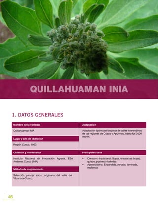 46
QUILLAHUAMAN INIA
1. DATOS GENERALES
Lugar y año de liberación
Quillahuaman INIA
Región Cusco, 1990
Obtentor y mantenedor
Método de mejoramiento
Instituto Nacional de Innovación Agraria, EEA
Andenes Cusco (INIA)
Selección panoja surco, originaria del valle del
Vilcanota-Cusco.
Nombre de la variedad Adaptación
Principales usos
Adaptación óptima en los pisos de valles interandinos
de las regiones de Cusco y Apurímac, hasta los 3500
msnm.
•	 Consumo tradicional: Sopas, ensaladas (hojas),
guisos, postres y bebidas
•	 Agroindustria	: Expandida, perlada, laminada,
molienda
 