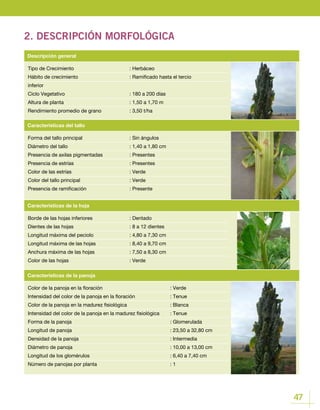 47
2. DESCRIPCIÓN MORFOLÓGICA
Tipo de Crecimiento			 : Herbáceo
Hábito de crecimiento			 : Ramificado hasta el tercio
inferior
Ciclo Vegetativo				 : 180 a 200 días
Altura de planta				 : 1,50 a 1,70 m
Rendimiento promedio de grano		 : 3,50 t/ha
Descripción general
Borde de las hojas inferiores		 : Dentado
Dientes de las hojas 			 : 8 a 12 dientes
Longitud máxima del peciolo		 : 4,80 a 7,30 cm
Longitud máxima de las hojas 		 : 8,40 a 9,70 cm
Anchura máxima de las hojas		 : 7,50 a 8,30 cm
Color de las hojas 			 : Verde
Color de la panoja en la floración				 : Verde
Intensidad del color de la panoja en la floración		 : Tenue
Color de la panoja en la madurez fisiológica			 : Blanca
Intensidad del color de la panoja en la madurez fisiológica	 : Tenue
Forma de la panoja					 : Glomerulada
Longitud de panoja 					 : 23,50 a 32,80 cm
Densidad de la panoja					 : Intermedia
Diámetro de panoja					 : 10,00 a 13,00 cm
Longitud de los glomérulos				 : 6,40 a 7,40 cm
Número de panojas por planta				 : 1
Características de la hoja
Características de la panoja
Forma del tallo principal			 : Sin ángulos
Diámetro del tallo				 : 1,40 a 1,80 cm
Presencia de axilas pigmentadas		 : Presentes
Presencia de estrías			 : Presentes
Color de las estrías			 : Verde
Color del tallo principal			 : Verde
Presencia de ramificación			 : Presente
Características del tallo
 