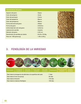 48
Aspecto del grano	 			: Opaco
Color del perigonio 				 : Verde
Color del pericarpio				 : Crema
Color del episperma				 : Blanco
Color del perisperma				 : Blanco
Forma del borde del grano				 : Afilado
Forma del grano					: Cilíndrico
Uniformidad del color del grano			 : Uniforme
Latencia de la semilla				 : Ausente
Diámetro del grano				 : 2,00 mm
Rendimiento de semillas por planta			 : 64,50 a 78,30g
Peso de 1 000 granos (g) 				 : 1,80 a 2,60 g
Características del grano
3.	 FENOLOGÍA DE LA VARIEDAD
FASE VEGETATIVA FASE REPRODUCTIVA
Germinación
Emergencia
de plantula
Cuatro hojas
verdaderas
Ramificación
Dos hojas
verdaderas
Seis hojas
verdaderas
Inicio de panoja
y floración
Madurez
fisiológica
Días hasta la emergencia de plántulas a la superficie del suelo		 : 7 días
Días hasta el inicio de panoja					 : 85 días
Días hasta la floración						 : 135 días
Días hasta la madurez fisiológica 					 : 190 días
FASE REPRODUCTIVA
Inicio de panoja
y floración
Madurez
fisiológica
 