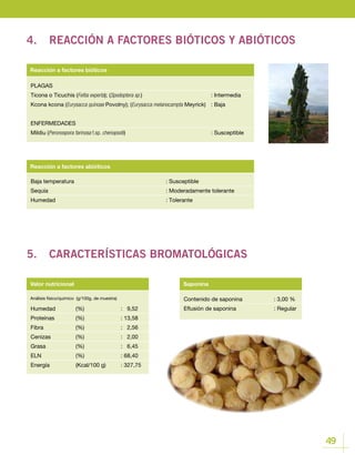 49
Contenido de saponina		 : 3,00 %
Eflusión de saponina		 : Regular
Valor nutricional Saponina
Humedad 	 (%)		 : 9,52
Proteínas 	 (%)		 : 13,58
Fibra 		 (%)		 : 2,56
Cenizas 		 (%)		 : 2,00
Grasa 		 (%)		 : 6,45
ELN 		 (%)		 : 68,40
Energía 		 (Kcal/100 g)	 : 327,75
Baja temperatura					: Susceptible
Sequía						 : Moderadamente tolerante
Humedad					: Tolerante
Reacción a factores abióticos
PLAGAS
Ticona o Ticuchis (Feltia experta); (Spodoptera sp.)				: Intermedia
Kcona kcona (Eurysacca quinoae Povolny); (Eurysacca melanocampta Meyrick)	 : Baja
ENFERMEDADES
Mildiu (Peronospora farinosa f.sp. chenopodii)				 : Susceptible
Reacción a factores bióticos
4.	 REACCIÓN A FACTORES BIÓTICOS Y ABIÓTICOS
5.	 CARACTERÍSTICAS BROMATOLÓGICAS
Análisis físico/químico (g/100g, de muestra)
 