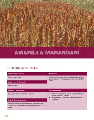50
AMARILLA MARANGANÍ
1. DATOS GENERALES
Lugar y año de liberación
Amarilla Maranganí
Región Cusco
Obtentor y mantenedor
Método de mejoramiento
Cusco, provincia de Canchis - Sicuani
Variedad tradicional procedente de la provincia de
Canchis – Sicuani, desarrollada a través de selección
masal.
Nombre de la variedad Adaptación
Principales usos
Adaptación óptima en los pisos de valles interandinos
de las regiones de Cusco y Apurímac, hasta los 3650
msnm.
•	 Consumo tradicional: Sopas, ensaladas (hojas),
guisos, postres y bebidas.
•	 Agroindustria	: Expandida, perlada, laminada,
molienda.
 