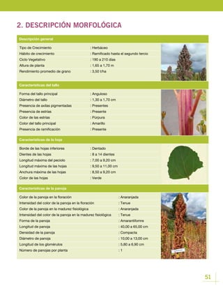 51
2. DESCRIPCIÓN MORFOLÓGICA
Tipo de Crecimiento			 : Herbáceo
Hábito de crecimiento			 : Ramificado hasta el segundo tercio
Ciclo Vegetativo				 : 190 a 210 días
Altura de planta				 : 1,65 a 1,70 m
Rendimiento promedio de grano		 : 3,50 t/ha
Descripción general
Borde de las hojas inferiores		 : Dentado
Dientes de las hojas 			 : 8 a 14 dientes
Longitud máxima del peciolo		 : 7,00 a 9,20 cm
Longitud máxima de las hojas 		 : 9,50 a 11,00 cm
Anchura máxima de las hojas		 : 8,50 a 9,20 cm
Color de las hojas 			 : Verde
Color de la panoja en la floración				 : Anaranjada
Intensidad del color de la panoja en la floración		 : Tenue
Color de la panoja en la madurez fisiológica			 : Anaranjada
Intensidad del color de la panoja en la madurez fisiológica	 : Tenue
Forma de la panoja					 : Amarantifomre
Longitud de panoja 					 : 40,00 a 65,00 cm
Densidad de la panoja					 : Compacta
Diámetro de panoja					 : 10,00 a 13,00 cm
Longitud de los glomérulos				 : 5,80 a 6,90 cm
Número de panojas por planta				 : 1
Características de la hoja
Características de la panoja
Forma del tallo principal			 : Anguloso
Diámetro del tallo				 : 1,30 a 1,70 cm
Presencia de axilas pigmentadas		 : Presentes
Presencia de estrías			 : Presente
Color de las estrías			 : Púrpura
Color del tallo principal			 : Amarillo
Presencia de ramificación			 : Presente
Características del tallo
 