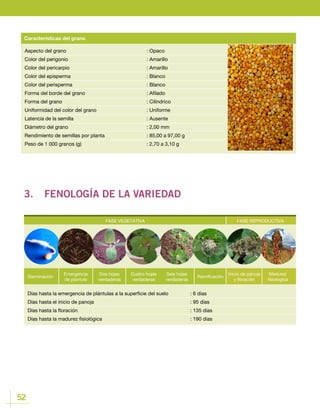 52
Aspecto del grano				: Opaco
Color del perigonio 				 : Amarillo
Color del pericarpio				 : Amarillo
Color del episperma				 : Blanco
Color del perisperma				 : Blanco
Forma del borde del grano				 : Afilado
Forma del grano					: Cilíndrico
Uniformidad del color del grano			 : Uniforme
Latencia de la semilla				 : Ausente
Diámetro del grano				 : 2,00 mm
Rendimiento de semillas por planta			 : 85,00 a 97,00 g
Peso de 1 000 granos (g) 				 : 2,70 a 3,10 g
Características del grano
3.	 FENOLOGÍA DE LA VARIEDAD
FASE VEGETATIVA FASE REPRODUCTIVA
Germinación
Emergencia
de plantula
Cuatro hojas
verdaderas
Ramificación
Dos hojas
verdaderas
Seis hojas
verdaderas
Inicio de panoja
y floración
Madurez
fisiológica
Días hasta la emergencia de plántulas a la superficie del suelo		 : 6 días
Días hasta el inicio de panoja					 : 95 días
Días hasta la floración						 : 135 días
Días hasta la madurez fisiológica 					 : 190 días
FASE REPRODUCTIVA
Inicio de panoja
y floración
Madurez
fisiológica
 
