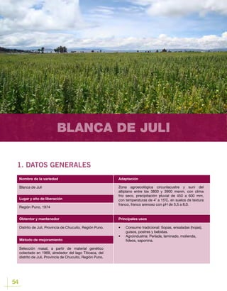 54
BLANCA DE JULI
1. DATOS GENERALES
Lugar y año de liberación
Blanca de Juli
Región Puno, 1974
Obtentor y mantenedor
Método de mejoramiento
Distrito de Juli, Provincia de Chucuito, Región Puno.
Selección masal, a partir de material genético
colectado en 1969, alrededor del lago Titicaca, del
distrito de Juli, Provincia de Chucuito, Región Puno.
Nombre de la variedad Adaptación
Principales usos
Zona agroecológica circunlacustre y suni del
altiplano entre los 3800 y 3900 msnm, con clima
frio seco, precipitación pluvial de 450 a 600 mm,
con temperaturas de 4˚ a 15˚C, en suelos de textura
franco, franco arenoso con pH de 5,5 a 8,0.
•	 Consumo tradicional: Sopas, ensaladas (hojas),
guisos, postres y bebidas.
•	 Agroindustria	: Perlada, laminado, molienda,
fideos, saponina.
 