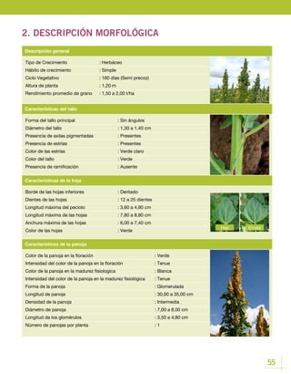 55
2. DESCRIPCIÓN MORFOLÓGICA
Tipo de Crecimiento		 : Herbáceo
Hábito de crecimiento		 : Simple
Ciclo Vegetativo			 : 160 días (Semi precoz)
Altura de planta			 : 1,20 m
Rendimiento promedio de grano	 : 1,50 a 2,00 t/ha
Descripción general
Borde de las hojas inferiores		 : Dentado
Dientes de las hojas 			 : 12 a 25 dientes
Longitud máxima del peciolo		 : 3,60 a 4,80 cm
Longitud máxima de las hojas 		 : 7,80 a 8,80 cm
Anchura máxima de las hojas		 : 6,00 a 7,40 cm
Color de las hojas 			 : Verde
Color de la panoja en la floración				 : Verde
Intensidad del color de la panoja en la floración		 : Tenue
Color de la panoja en la madurez fisiologica			 : Blanca
Intensidad del color de la panoja en la madurez fisiológica	 : Tenue
Forma de la panoja					 : Glomerulada
Longitud de panoja 					 : 30,00 a 35,00 cm
Densidad de la panoja					 : Intermedia
Diámetro de panoja					 : 7,00 a 8,00 cm
Longitud de los glomérulos				 : 3,50 a 4,80 cm
Número de panojas por planta				 : 1
Características de la hoja
Características de la panoja
Forma del tallo principal			 : Sin ángulos
Diámetro del tallo				 : 1,30 a 1,40 cm
Presencia de axilas pigmentadas		 : Presentes
Presencia de estrías			 : Presentes
Color de las estrías			 : Verde claro
Color del tallo				 : Verde
Presencia de ramificación			 : Ausente
Características del tallo
EnvésHaz
 