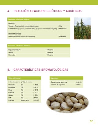 57
Contenido de saponina		 : 0,04 %
Eflusión de saponina		 : Dulce
Valor nutricional Saponina
Humedad 	 (%)		 : 8,88
Proteínas 	 (%)		 : 16,15
Fibra 		 (%)		 : 2,10
Cenizas 		 (%)		 : 2,13
Grasa 		 (%)		 : 5,94
ELN 		 (%)		 : 64,80
Energía 		 (Kcal/100 g)	 : 372,95
Baja temperatura					: Tolerante
Sequía						 : Tolerante
Humedad					: Tolerante
Reacción a factores abióticos
PLAGAS
Ticona o Ticuchis (Feltia experta); (Spodoptera sp.)				: Alta
Kcona kcona (Eurysacca quinoae Povolny); (Eurysacca melanocampta Meyrick)	 : Intermedia
ENFERMEDADES
Mildiu (Peronospora farinosa f.sp. chenopodii)				: Tolerante
Reacción a factores bióticos
4.	 REACCIÓN A FACTORES BIÓTICOS Y ABIÓTICOS
5.	 CARACTERÍSTICAS BROMATOLÓGICAS
Análisis físico/químico (g/100g, de muestra)
 
