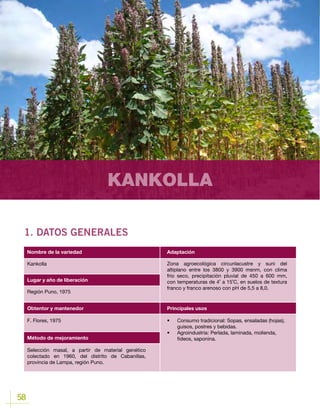 58
KANKOLLA
1. DATOS GENERALES
Lugar y año de liberación
Kankolla
Región Puno, 1975
Obtentor y mantenedor
Método de mejoramiento
F. Flores, 1975
Selección masal, a partir de material genético
colectado en 1960, del distrito de Cabanillas,
provincia de Lampa, región Puno.
Nombre de la variedad Adaptación
Principales usos
Zona agroecológica circunlacustre y suni del
altiplano entre los 3800 y 3900 msnm, con clima
frio seco, precipitación pluvial de 450 a 600 mm,
con temperaturas de 4˚ a 15˚C, en suelos de textura
franco y franco arenoso con pH de 5,5 a 8,0.
•	 Consumo tradicional: Sopas, ensaladas (hojas),
guisos, postres y bebidas.
•	 Agroindustria	: Perlada, laminada, molienda,
fideos, saponina.
 