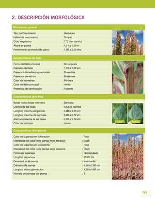 59
2. DESCRIPCIÓN MORFOLÓGICA
Tipo de Crecimiento			 : Herbáceo
Hábito de crecimiento			 : Simple
Ciclo Vegetativo				 : 170 días (tardío)
Altura de planta				 : 1,01 a 1,10 m
Rendimiento promedio de grano		 : 1,50 a 2,00 t/ha
Descripción general
Borde de las hojas inferiores		 : Dentado
Dientes de las hojas 			 : 12 a 25 dientes
Longitud máxima del peciolo		 : 3,00 a 3,50 cm
Longitud máxima de las hojas 		 : 6,60 a 6,70 cm
Anchura máxima de las hojas		 : 2,50 a 5,70 cm
Color de las hojas 			 : Verde
Color de la panoja en la floración				 : Rojo
Intensidad del color de la panoja en la floración		 : Claro
Color de la panoja en la cosecha				 : Rojo
Intensidad del color de la panoja en la cosecha		 : Claro
Forma de la panoja					 : Glomerulada
Longitud de panoja 					 : 30,20 cm
Densidad de la panoja					 : Intermedia
Diámetro de panoja					 : 6,20 a 7,80 cm
Longitud de los glomérulos				 : 4,80 a 5,00 cm
Número de panojas por planta				 : 1
Características de la hoja
Características de la panoja
Forma del tallo principal			 : Sin ángulos
Diámetro del tallo				 : 1,10 a 1,20 cm
Presencia de axilas pigmentadas		 : Presentes
Presencia de estrías			 : Presentes
Color de las estrías			 : Púrpura
Color del tallo principal			 : Verde
Presencia de ramificación			 : Ausente
Características del tallo
EnvésHaz
 