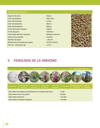 60
Aspecto del grano	 			: Opaco
Color del perigonio				 : Rojo claro
Color del pericarpio				 : Crema
Color del episperma				 : Blanco
Color del perisperma				 : Blanco
Forma del borde del grano				 : Afilado
Forma del grano					: Cilíndrico
Uniformidad del color del grano			 : Bastante uniforme
Latencia de la semilla				 : Ausente
Diámetro del grano				 : 1,80 mm
Rendimiento de semillas por planta			 : 31,00 a 35,40 g
Peso de 1 000 granos (g) 				 : 2,70 g
Características del grano
3.	 FENOLOGÍA DE LA VARIEDAD
FASE VEGETATIVA FASE REPRODUCTIVA
Germinación
Emergencia
de plantula
Cuatro hojas
verdaderas
Ramificación
Dos hojas
verdaderas
Seis hojas
verdaderas
Inicio de panoja
y floración
Madurez
fisiológica
Días hasta la emergencia de plántulas a la superficie del suelo		 : 7 días
Días hasta el inicio de panoja					 : 62 días
Días hasta la floración						 : 116 días
Días hasta la madurez fisiológica 					 : 170 días
FASE REPRODUCTIVA
Inicio de panoja
y floración
Madurez
fisiológica
 