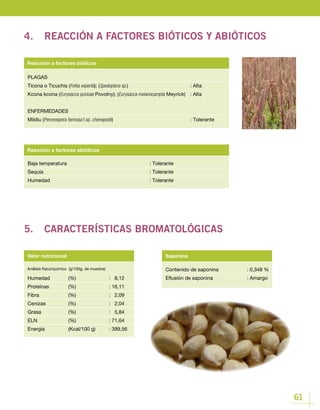 61
Contenido de saponina		 : 0,348 %
Eflusión de saponina		 : Amargo
Valor nutricional Saponina
Humedad 	 (%)		 : 8,12
Proteínas 	 (%)		 : 16,11
Fibra 		 (%)		 : 2,09
Cenizas 		 (%)		 : 2,04
Grasa 		 (%)		 : 5,84
ELN 		 (%)		 : 71,64
Energía 		 (Kcal/100 g)	 : 399,56
Baja temperatura					: Tolerante
Sequía						 : Tolerante
Humedad					: Tolerante
Reacción a factores abióticos
PLAGAS
Ticona o Ticuchis (Feltia experta); (Spodoptera sp.)				: Alta
Kcona kcona (Eurysacca quinoae Povolny); (Eurysacca melanocampta Meyrick)	 : Alta
ENFERMEDADES
Mildiu (Peronospora farinosa f.sp. chenopodii)				: Tolerante
Reacción a factores bióticos
4.	 REACCIÓN A FACTORES BIÓTICOS Y ABIÓTICOS
5.	 CARACTERÍSTICAS BROMATOLÓGICAS
Análisis físico/químico (g/100g, de muestra)
 