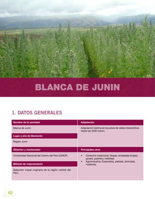 62
BLANCA DE JUNIN
1. DATOS GENERALES
Lugar y año de liberación
Blanca de Junín
Región Junín
Obtentor y mantenedor
Método de mejoramiento
Universidad Nacional del Centro del Perú (UNCP)
Selección masal originaria de la región central del
Perú.
Nombre de la variedad Adaptación
Principales usos
Adaptación óptima en los pisos de valles interandinos
hasta los 3500 msnm.
•	 Consumo tradicional: Sopas, ensaladas (hojas),
guisos, postres y bebidas.
•	 Agroindustria	: Expandida, perlada, laminada,
molienda.
 