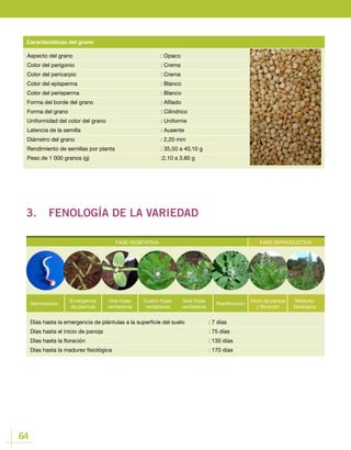 64
Aspecto del grano				: Opaco
Color del perigonio 				 : Crema
Color del pericarpio				 : Crema
Color del episperma				 : Blanco
Color del perisperma				 : Blanco
Forma del borde del grano				 : Afilado
Forma del grano					: Cilíndrico
Uniformidad del color del grano			 : Uniforme
Latencia de la semilla				 : Ausente
Diámetro del grano				 : 2,20 mm
Rendimiento de semillas por planta			 : 35,50 a 40,10 g
Peso de 1 000 granos (g) 				 :2,10 a 3,80 g
Características del grano
3.	 FENOLOGÍA DE LA VARIEDAD
FASE VEGETATIVA FASE REPRODUCTIVA
Germinación
Emergencia
de plantula
Cuatro hojas
verdaderas
Ramificación
Dos hojas
verdaderas
Seis hojas
verdaderas
Inicio de panoja
y floración
Madurez
fisiológica
Días hasta la emergencia de plántulas a la superficie del suelo		 : 7 días
Días hasta el inicio de panoja					 : 75 días
Días hasta la floración						 : 130 días
Días hasta la madurez fisiológica 					 : 170 días
FASE REPRODUCTIVA
Inicio de panoja
y floración
Madurez
fisiológica
 