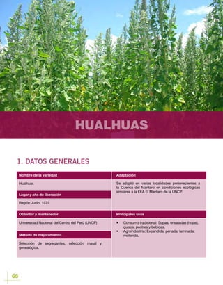 66
HUALHUAS
1. DATOS GENERALES
Lugar y año de liberación
Hualhuas
Región Junín, 1975
Obtentor y mantenedor
Método de mejoramiento
Universidad Nacional del Centro del Perú (UNCP)
Selección de segregantes, selección masal y
genealógica.
Nombre de la variedad Adaptación
Principales usos
Se adaptó en varias localidades pertenecientes a
la Cuenca del Mantaro en condiciones ecológicas
similares a la EEA El Mantaro de la UNCP.
•	 Consumo tradicional: Sopas, ensaladas (hojas),
guisos, postres y bebidas.
•	 Agroindustria	: Expandida, perlada, laminada,
molienda.
 