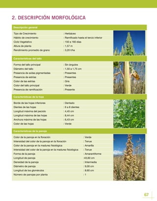 67
2. DESCRIPCIÓN MORFOLÓGICA
Tipo de Crecimiento			 : Herbáceo
Hábito de crecimiento			 : Ramificado hasta el tercio inferior
Ciclo Vegetativo				 : 150 a 160 días
Altura de planta				 : 1,57 m
Rendimiento promedio de grano		 : 3,20 t/ha
Descripción general
Borde de las hojas inferiores		 : Dentado
Dientes de las hojas 			 : 6 a 8 dientes
Longitud máxima del peciolo		 : 4,45 cm
Longitud máxima de las hojas 		 : 8,44 cm
Anchura máxima de las hojas		 : 6,43 cm
Color de las hojas 			 : Verde
Color de la panoja en la floración				 : Verde
Intensidad del color de la panoja en la floración		 : Tenue
Color de la panoja en la madurez fisiológica			 : Amarilla
Intensidad del color de la panoja en la madurez fisiológica	 : Tenue
Forma de la panoja					 : Amarantiforme
Longitud de panoja 					 :43,60 cm
Densidad de la panoja					 : Intermedia
Diámetro de panoja					 : 9,00 cm
Longitud de los glomérulos				 : 8.60 cm
Número de panojas por planta				 : 1
Características de la hoja
Características de la panoja
Forma del tallo principal			 : Sin ángulos
Diámetro del tallo				 : 1,50 a 1,75 cm
Presencia de axilas pigmentadas		 : Presentes
Presencia de estrías			 : Presentes
Color de las estrías			 : Gris
Color del tallo principal			 : Verde
Presencia de ramificación			 : Presente
Características del tallo
 