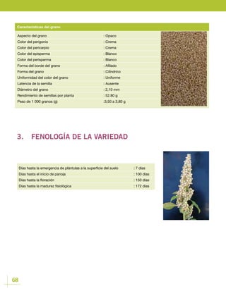 68
Aspecto del grano	 			: Opaco
Color del perigonio 				 : Crema
Color del pericarpio				 : Crema
Color del episperma				 : Blanco
Color del perisperma				 : Blanco
Forma del borde del grano				 : Afilado
Forma del grano					: Cilíndrico
Uniformidad del color del grano			 : Uniforme
Latencia de la semilla				 : Ausente
Diámetro del grano				 : 2,10 mm
Rendimiento de semillas por planta			 : 52.80 g
Peso de 1 000 granos (g) 				 :3,50 a 3,80 g
Características del grano
3.	 FENOLOGÍA DE LA VARIEDAD
Días hasta la emergencia de plántulas a la superficie del suelo		 : 7 días
Días hasta el inicio de panoja					 : 100 días
Días hasta la floración						 : 150 días
Días hasta la madurez fisiológica 					 : 172 días
 