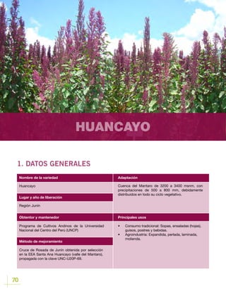 70
HUANCAYO
1. DATOS GENERALES
Lugar y año de liberación
Huancayo
Región Junín
Obtentor y mantenedor
Método de mejoramiento
Programa de Cultivos Andinos de la Universidad
Nacional del Centro del Perú (UNCP)
Cruce de Rosada de Junín obtenida por selección
en la EEA Santa Ana Huancayo (valle del Mantaro),
propagada con la clave UNC-U20P-69.
Nombre de la variedad Adaptación
Principales usos
Cuenca del Mantaro de 3200 a 3400 msnm, con
precipitaciones de 500 a 800 mm, debidamente
distribuidos en todo su ciclo vegetativo.
•	 Consumo tradicional: Sopas, ensaladas (hojas),
guisos, postres y bebidas.
•	 Agroindustria	: Expandida, perlada, laminada,
molienda.
 