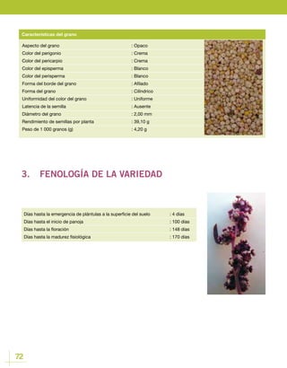 72
Aspecto del grano	 			: Opaco
Color del perigonio 				 : Crema
Color del pericarpio				 : Crema
Color del episperma				 : Blanco
Color del perisperma				 : Blanco
Forma del borde del grano				 : Afilado
Forma del grano					: Cilíndrico
Uniformidad del color del grano			 : Uniforme
Latencia de la semilla				 : Ausente
Diámetro del grano				 : 2,00 mm
Rendimiento de semillas por planta			 : 39,10 g
Peso de 1 000 granos (g) 				 : 4,20 g
Características del grano
3.	 FENOLOGÍA DE LA VARIEDAD
Días hasta la emergencia de plántulas a la superficie del suelo		 : 4 días
Días hasta el inicio de panoja					 : 100 días
Días hasta la floración						 : 148 días
Días hasta la madurez fisiológica 					 : 170 días
 