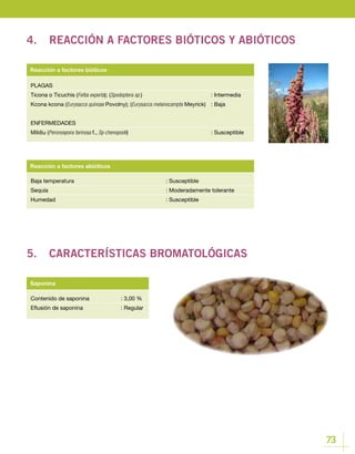 73
Baja temperatura					 : Susceptible
Sequía						 : Moderadamente tolerante
Humedad					 : Susceptible
Reacción a factores abióticos
PLAGAS
Ticona o Ticuchis (Feltia experta); (Spodoptera sp.)				: Intermedia
Kcona kcona (Eurysacca quinoae Povolny); (Eurysacca melanocampta Meyrick)	 : Baja
ENFERMEDADES
Mildiu (Peronospora farinosa f., Sp chenopodii)				 : Susceptible
Reacción a factores bióticos
4.	 REACCIÓN A FACTORES BIÓTICOS Y ABIÓTICOS
5.	 CARACTERÍSTICAS BROMATOLÓGICAS
Contenido de saponina		 : 3,00 %
Eflusión de saponina		 : Regular
Saponina
 