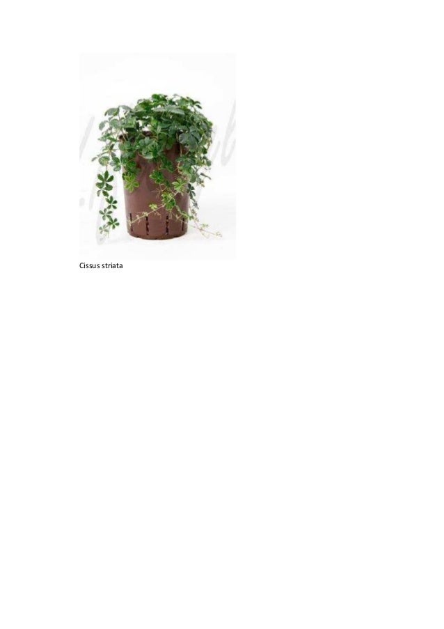 Catalogue plantes-hydro-bis