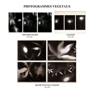 PHOTOGRAMMES VEGETAUX
DANS MON OLIVIER ECLOSION
30 x 40 30 x 40
QUATRE ETATS DE LA PASSION
30 x 40
 