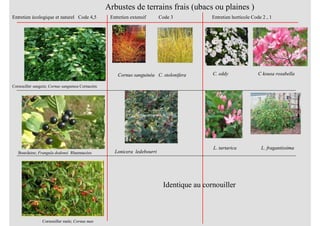 Arbustes de terrains frais (ubacs ou plaines )
Cornouiller sanguin; Cornus sanguinea Cornacées
Bourdaine; Frangula dodonei Rhamnacées
Cornouiller male; Cornus mas
Entretien écologique et naturel Code 4,5 Entretien extensif Code 3 Entretien horticole Code 2 , 1
Cornus sanguinéa C. stolonifera C. eddy C kousa rosabella
Lonicera ledebourri
L. tartarica L. fragantissima
Identique au cornouiller
 