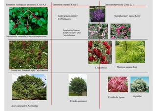 Chèvrefeuille camerisier; Lonicera sempervirens
Sureau noir; Sambucus nigra Caprifoliacées
Entretien écologique et naturel Code 4,5 Entretien extensif Code 3 Entretien horticole Code 2 , 1
Acer campestris Aceracées
Érable du Japon
négundo
Érable sycomore
S. racemosa Plumosa sureau doré
Callicarpa bodinieri
Verbenacées
Symphorine blanche;
Symphoricarpos albus
Caprifoliacées
Symphorine ‘ magic berry
 