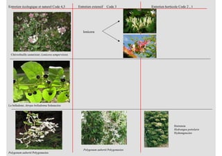 Polygonum aubertii Polygonacées
La belladone; Atropa belladonna Solanacées
Entretien écologique et naturel Code 4,5 Entretien extensif Code 3 Entretien horticole Code 2 , 1
lonicera
Hortensia
Hydrangea petiolaris
Hydrangeacées
Chèvrefeuille camerisier; Lonicera sempervirens
Polygonum aubertii Polygonacées
 