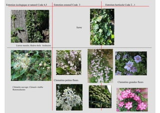 Entretien écologique et naturel Code 4,5 Entretien extensif Code 3 Entretien horticole Code 2 , 1
Clématite sauvage; Clematis vitalba
Renonculacées
Clematites grandes fleurs
Clematites petites fleurs
lierre
Lierres muralis; Hedera helix Araliacées
 