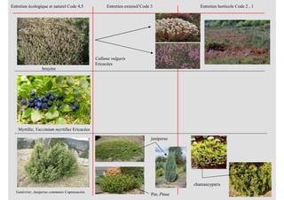 bruyère
Myrtille; Vaccinium myrtillus Ericacées
Genévrier; Juniperus communis Cupressacées
Entretien écologique et naturel Code 4,5 Entretien extensif Code 3 Entretien horticole Code 2 , 1
Calluna vulgaris
Ericacées
juniperus
Pin; Pinus
chamaecyparis
 
