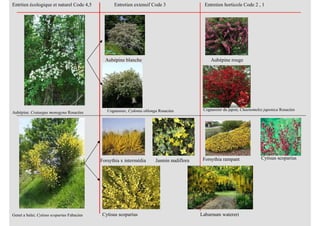 Aubépine. Crataegus monogyna Rosacées
Genet a balai; Cytisus scoparius Fabacées
Entrtien écologique et naturel Code 4,5 Entretien extensif Code 3 Entretien horticole Code 2 , 1
Aubépine rougeAubépine blanche
Cognassier, Cydonia oblonga Rosacées Cognassier du japon, Chaenomeles japonica Rosacées
Forsythia x intermédia Forsythia rampantJasmin nudiflora
Cytisus scoparius
Cytisus scoparius
Laburnum watereri
 