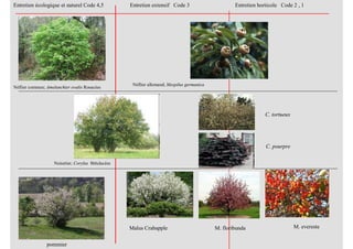 Néflier commun; Amelanchier ovalis Rosacées
Noisetier; Corylus Bétulacées
pommier
Entretien écologique et naturel Code 4,5 Entretien extensif Code 3 Entretien horticole Code 2 , 1
C. tortueux
C. pourpre
M. everesteMalus Crabapple M. floribunda
Néflier allemand; Mespilus germanica
 