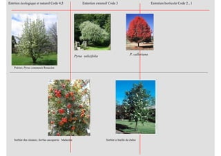 Poirier; Pyrus communis Rosacées
Sorbier des oiseaux; Sorbus aucuparia Malacées
Entrtien écologique et naturel Code 4,5 Entretien extensif Code 3 Entretien horticole Code 2 , 1
Pyrus salicifolia
P. calleriana
Sorbier a feuille de chêne
 