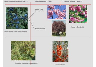 Prunellier sauvage; Prunus spinosa Rosacées
Argousier; Hippophae rhamnoides L.
Entrtien écologique et naturel Code 4,5 Entretien extensif Code 3 Entretien horticole Code 2 , 1
Cerisier a fleur;
Prunus serrulata
Prunus pissardi
Cerisier a fleur double
Leikora rakytnk
 