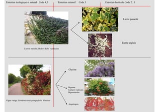 Lierres muralis; Hedera helix Araliacées
Vigne vierge; Parthenocissus quinquefolia Vitacées
Entretien écologique et naturel Code 4,5 Entretien extensif Code 3 Entretien horticole Code 2 , 1
Glycine
Bignone
Campsis radicans.
Bignoniacées
Ampelopsis
Lierre panaché
Lierre anglais
 