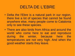DELTA DE L'EBRE
● Delta the l'Ebre is a natural park in our region,
there live a lot of species that cannot be found
anywhere else, many people come to Catalonia
only to see these species.
● There are also birds from Africa and around the
world who come here to eat and reproduce
during the winter, because here the
temperatures are not very high. And when the
good weather starts they leave.
 