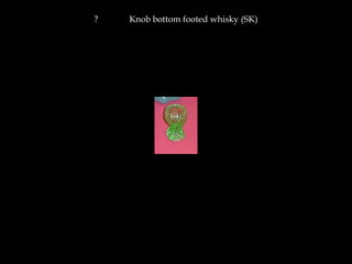 ? Knob bottom footed whisky (SK)
 