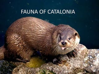 FAUNA OF CATALONIA
 