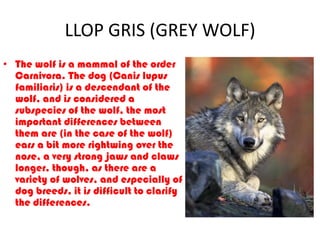 LLOP GRIS (GREY WOLF)
• The wolf is a mammal of the order
  Carnivora. The dog (Canis lupus
  familiaris) is a descendant of the
  wolf, and is considered a
  subspecies of the wolf, the most
  important differences between
  them are (in the case of the wolf)
  ears a bit more rightwing over the
  nose, a very strong jaws and claws
  longer, though, as there are a
  variety of wolves, and especially of
  dog breeds, it is difficult to clarify
  the differences.
 
